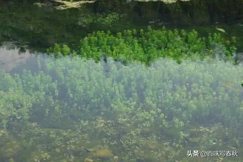 上联:请?下联:鱼虾月中游?