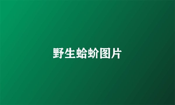 野生蛤蚧图片