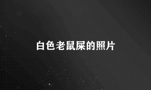 白色老鼠屎的照片