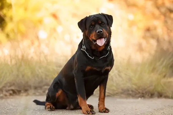 世界犬类智商排名