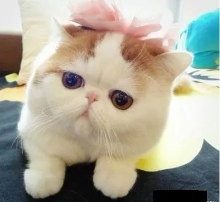 谁有这只猫的其他图片，它叫什么