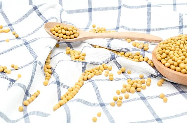 黄豆和毛豆是不是一种东西 黄豆和毛豆的区别有哪些
