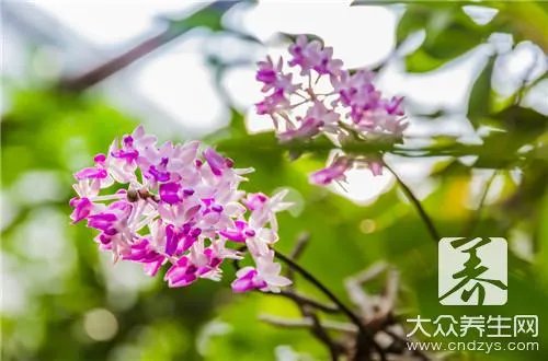 石斛怎么吃
