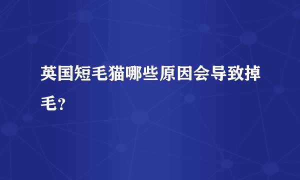 英国短毛猫哪些原因会导致掉毛？