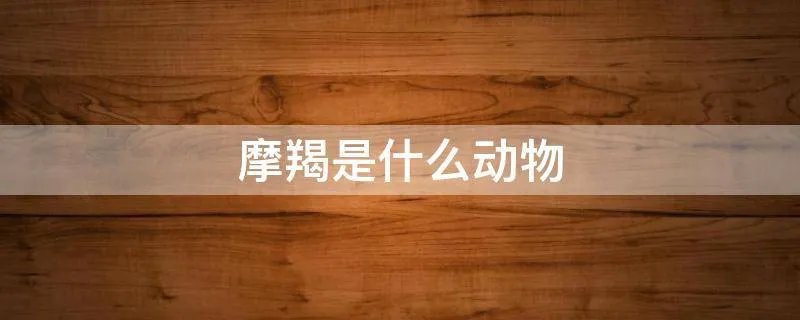 摩羯是什么动物