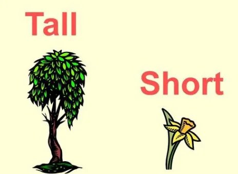 tall怎么读?