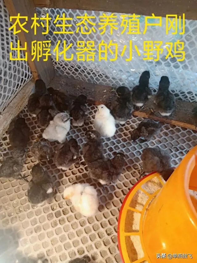 新冠疫情结束后，你最想做的事情是什么？