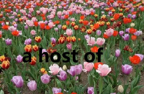 英语a host of和a lot of区别?