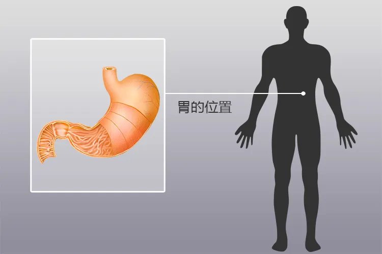 肚子与胃的位置图