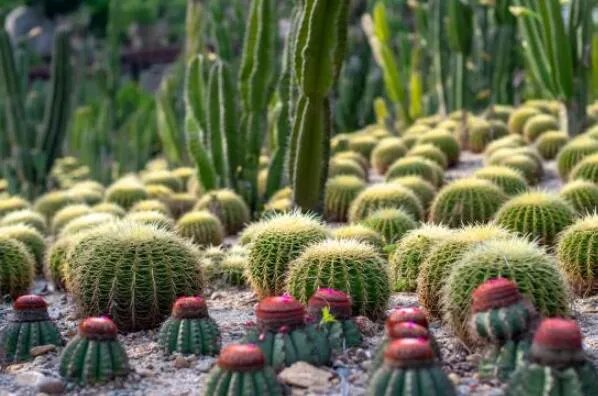 十大生命力顽强的植物 仙人掌上榜,第一被誉为“沙漠守护神”