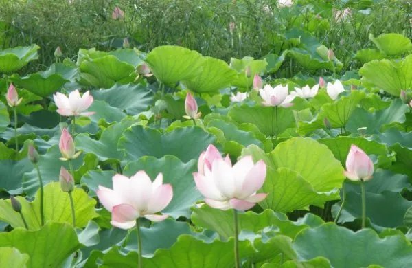 中国十大名花各代表什么?