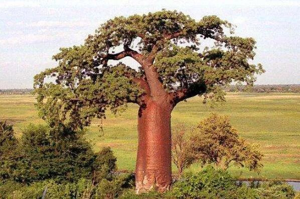 十大生命力顽强的植物 仙人掌上榜,第一被誉为“沙漠守护神”