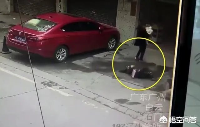 广州一女子被高空掉落的狗砸成重伤你怎么看？