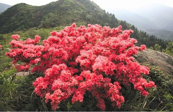 中国十大名花各代表什么?