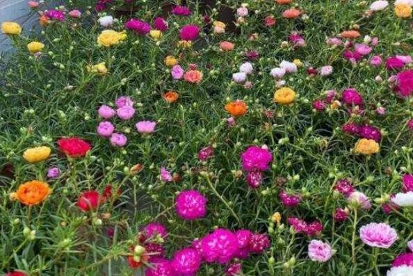 十大生命力顽强的植物 仙人掌上榜,第一被誉为“沙漠守护神”