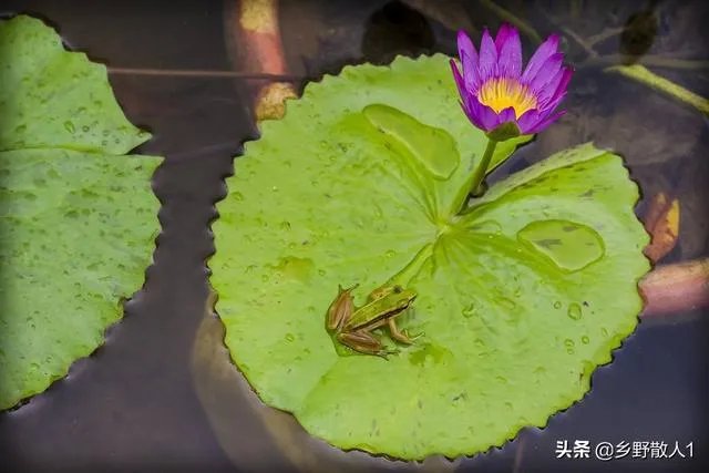 上联:请?下联:鱼虾月中游?