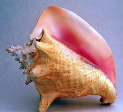 海螺珠是什么?和珍珠有什么区别?