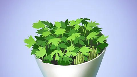 香菜的功效