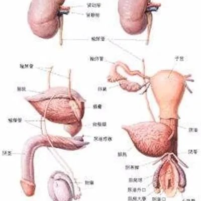 睾丸胀痛是什么原因