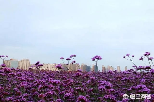 包头这个城市美不美?