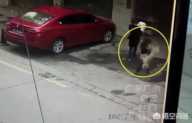 广州一女子被高空掉落的狗砸成重伤你怎么看？