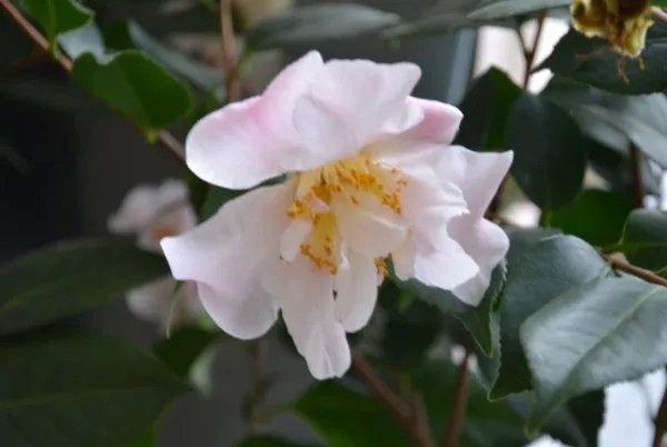 中国十大名花各代表什么?