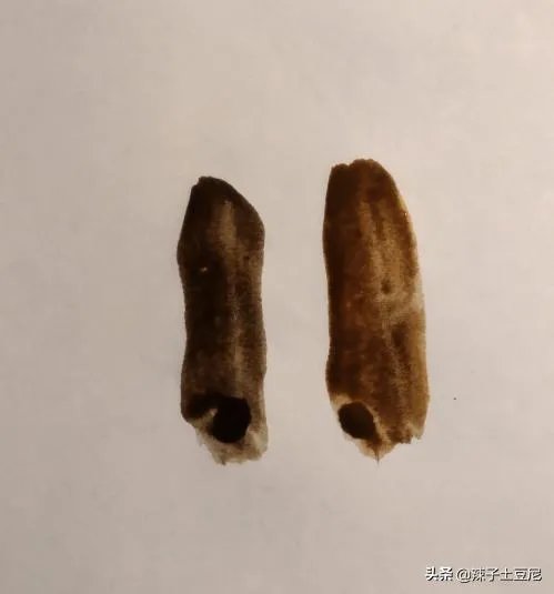 冷棕色怎么调?