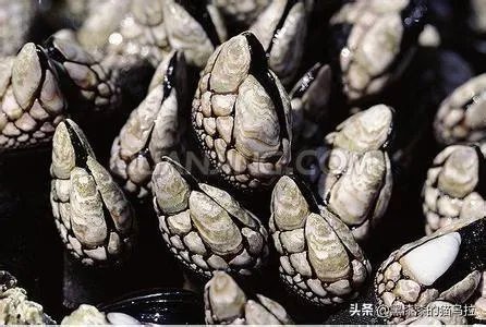 藤壶有天敌吗？