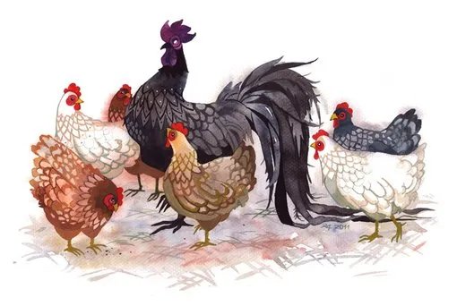 cock和rooster的区别