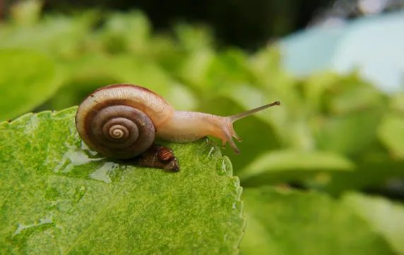 蜗牛是益虫还是害虫