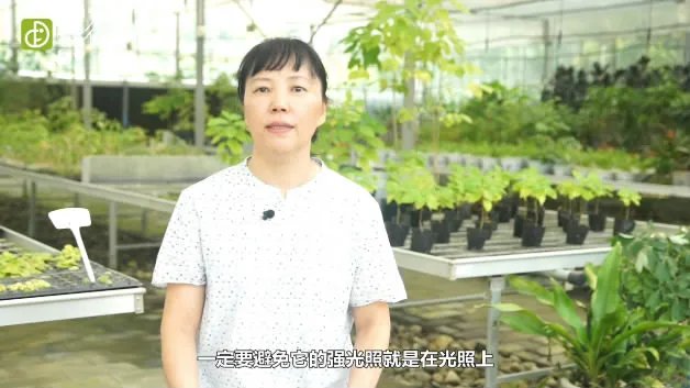 兰花怎么养