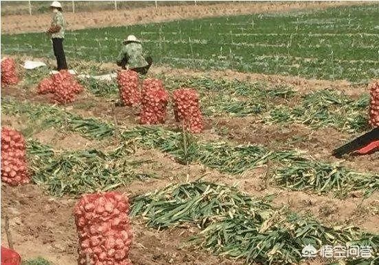 2018年的大蒜到底是会涨价还是会掉价?
