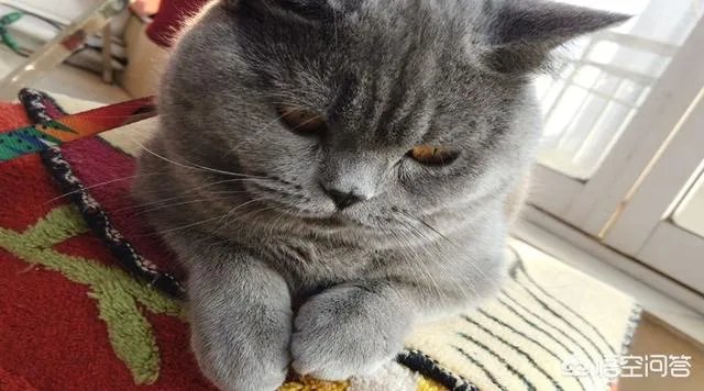 你家的猫做过哪些不可思议的事?