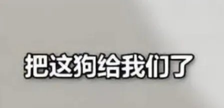 北京一对夫妻吵架却把狗子推下4楼,为何有人对宠物生命如此漠视?