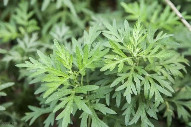 艾草是野生的好还是种植的好？