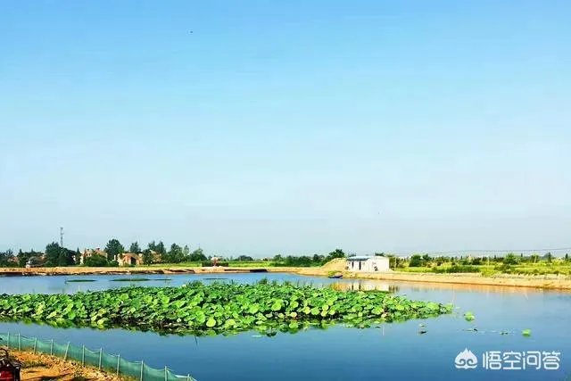 养殖小龙虾每亩投入3000元,亩产300斤算正常吗?该如何养殖?
