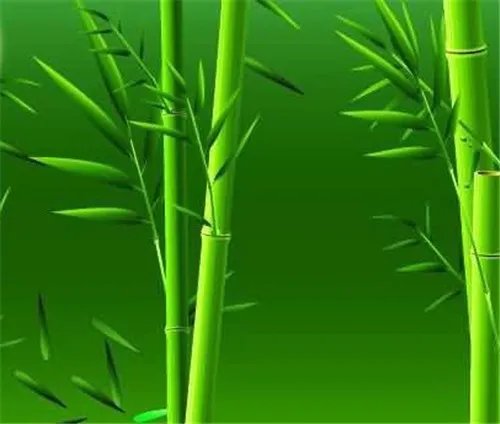 翠竹的象征意义有几种 翠竹有哪些价值