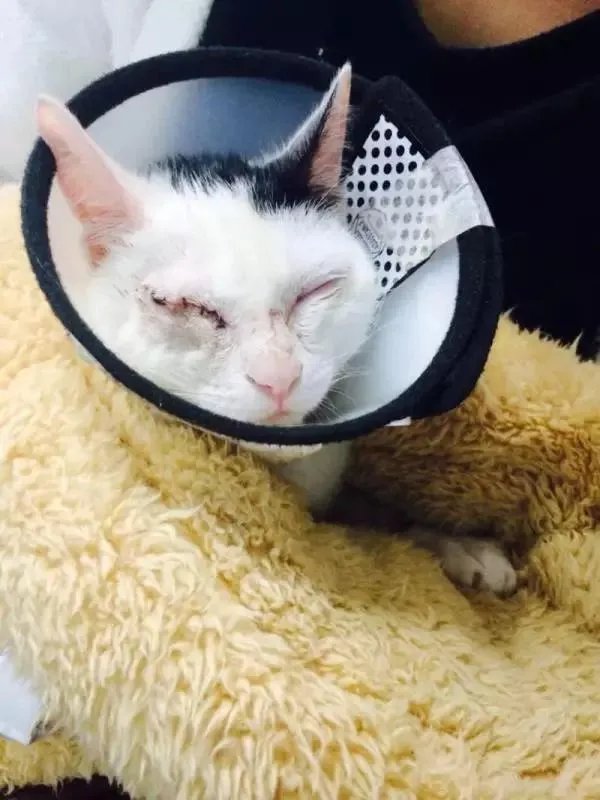 你家的猫做过哪些不可思议的事?