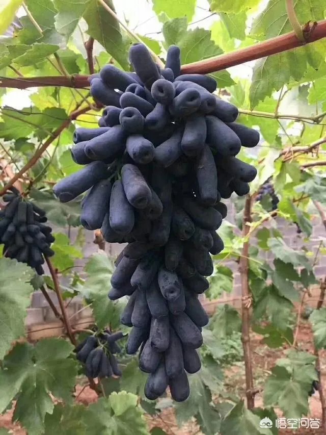 蓝宝石葡萄苗多少钱一棵?