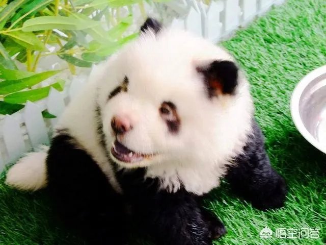 被染色成熊猫的狗,真的更“可爱”吗?