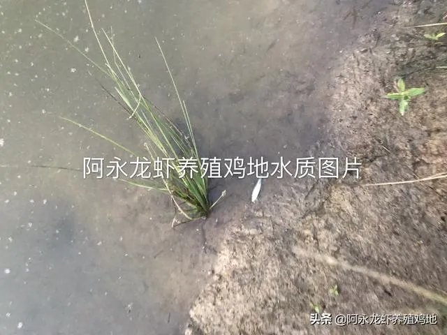 养殖小龙虾,水质该如何管理,日常管理要注意什么?