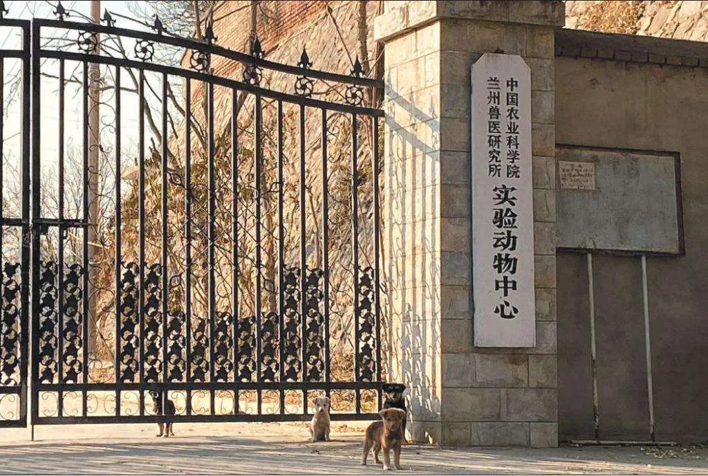 兰州兽研所为什么有3245人布病确认阳性？