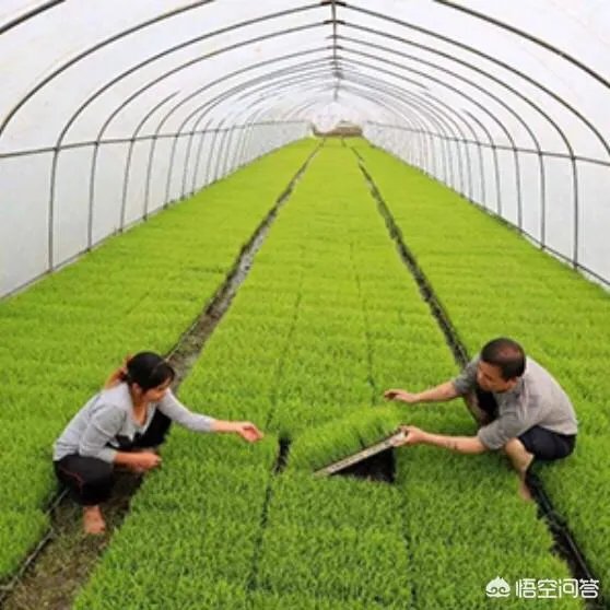 有机农业到底应该怎么做?市场上有几个农产品,是真正达到有机农产品的标准呢?