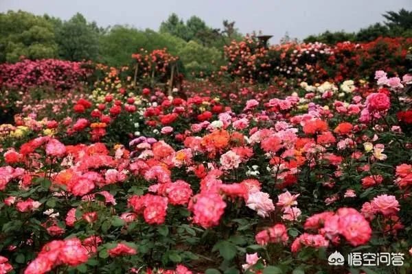 全国各大城市市花各是什么？
