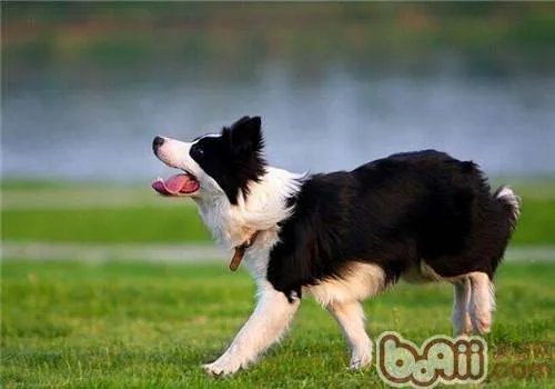 边境牧羊犬的性格怎么样？