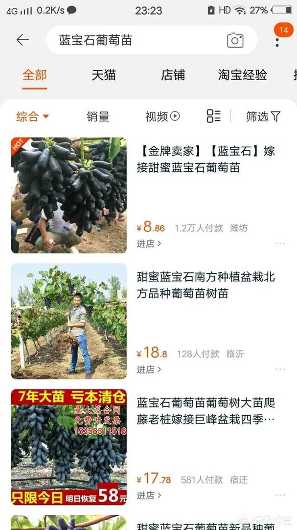 蓝宝石葡萄苗多少钱一棵?