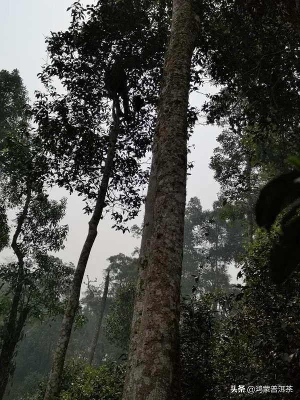 杨坤又开始吐槽普洱茶了!你怎么看?