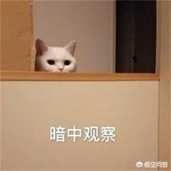 你家的猫做过哪些不可思议的事？