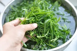 葱油扫帚苗