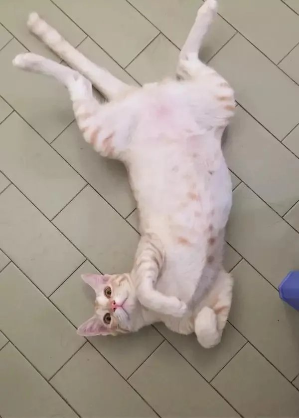 你家的猫做过哪些不可思议的事?